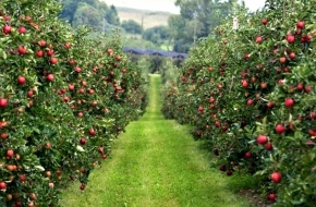 Новые суперинтенсивные яблоневые сады сажают сразу в пяти районах региона