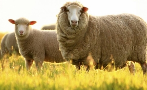 Аграрии на Ставрополье подвели итоги стрижки овец в сельхозпредприятиях за год
