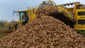 На Ставрополье собрано 200 тысяч тонн сахарной свеклы