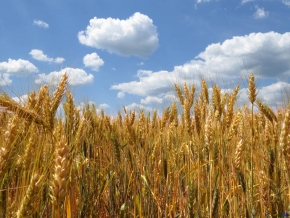 На Ставрополье засеяно более 1 миллиона га. зерновых