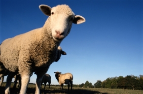 Наемные работники украли с фермы овец на 100 тысяч рублей
