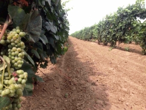 Виноградари в Нефтекумском районе ежегодно увеличивает площади под виноградниками на 20 гектаров