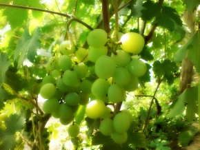На Ставрополье вырос урожай винограда в 4,5 раза