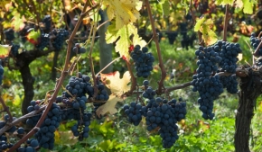 На Ставрополье обсудили развитие плодоводства и виноградарства