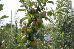 В топ самых красивых фруктовых садов России вошли яблоневые сады Ставрополья