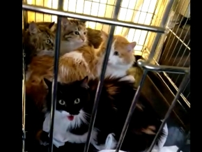 Два года в квартирном заточении в Ессентуках выживали 4 кошки