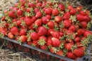 На 21% выросла урожайность ставропольской клубники