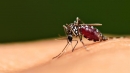 В перспективе комаров могут использовать для профилактики и лечения малярии